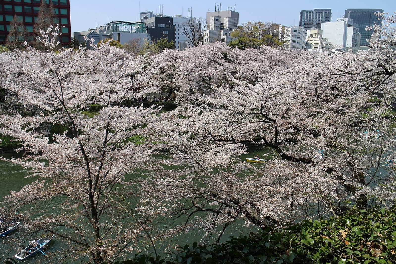 Cerezos en flor sobre el foso de Chidorigafuchi, en Tokio